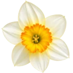 daffodil_day the vines